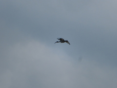 Threskiornis aethiopicus