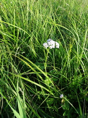 Valeriana officinalis