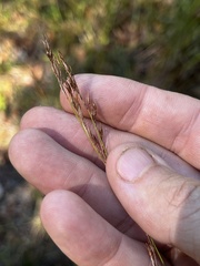 Rhynchospora inexpansa