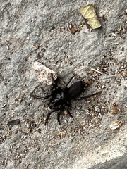 Zelotes