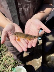 Hypentelium nigricans