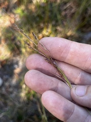 Rhynchospora inexpansa