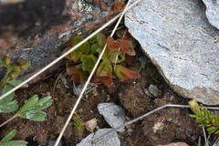 Vaccinium cespitosum
