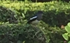 Copsychus saularis