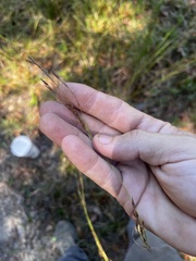 Rhynchospora inexpansa