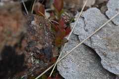 Vaccinium cespitosum