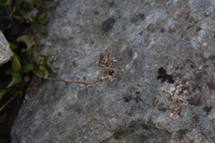 Solidago multiradiata