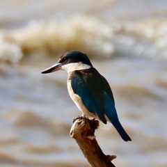 Todiramphus sanctus vagans