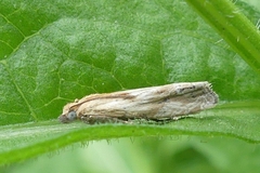 Eucosma cana