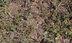 Convolvulus simulans