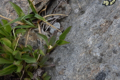 Solidago multiradiata