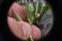 Solidago multiradiata