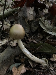 Amanita fulva