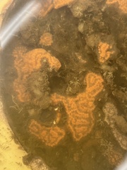 Botrylloides violaceus