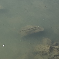 Lepisosteus platostomus