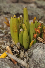 Acianthera teres
