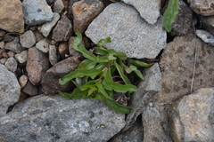 Solidago multiradiata