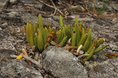 Acianthera teres