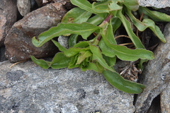 Solidago multiradiata