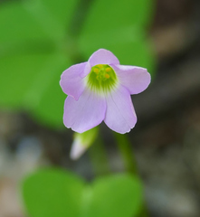 Oxalis metcalfei
