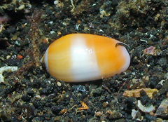 Oliva carneola