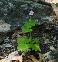 Oxalis metcalfei