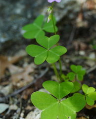 Oxalis metcalfei