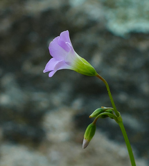 Oxalis metcalfei