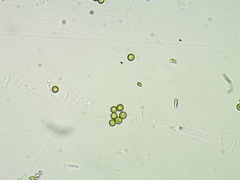 Apioperdon pyriforme