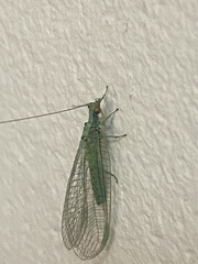 Pseudomallada subcostalis