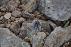 Phacelia sericea