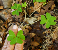 Oxalis metcalfei