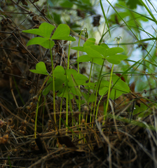 Oxalis metcalfei