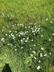 Sparaxis grandiflora