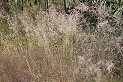 Melinis repens