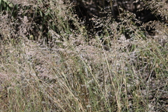 Melinis repens