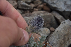 Phacelia sericea