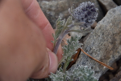 Phacelia sericea