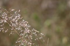 Melinis repens