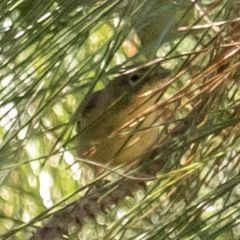 Geothlypis trichas