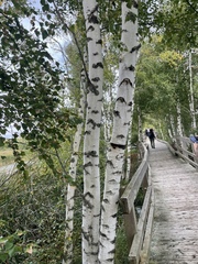 Betula