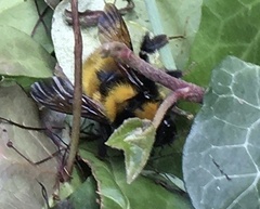 Bombus hortulanus