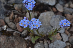 Myosotis asiatica