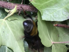 Bombus hortulanus