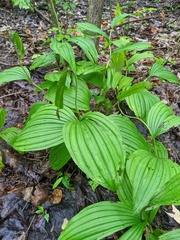 Cypripedium