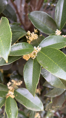 Osmanthus fragrans