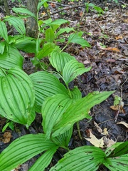 Cypripedium