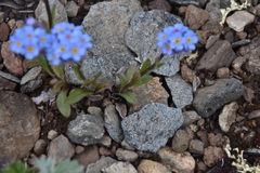 Myosotis asiatica