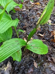Cypripedium