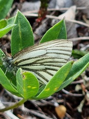 Pieris angelika